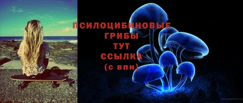 Галлюциногенные грибы Psilocybe  что такое   Вольск 